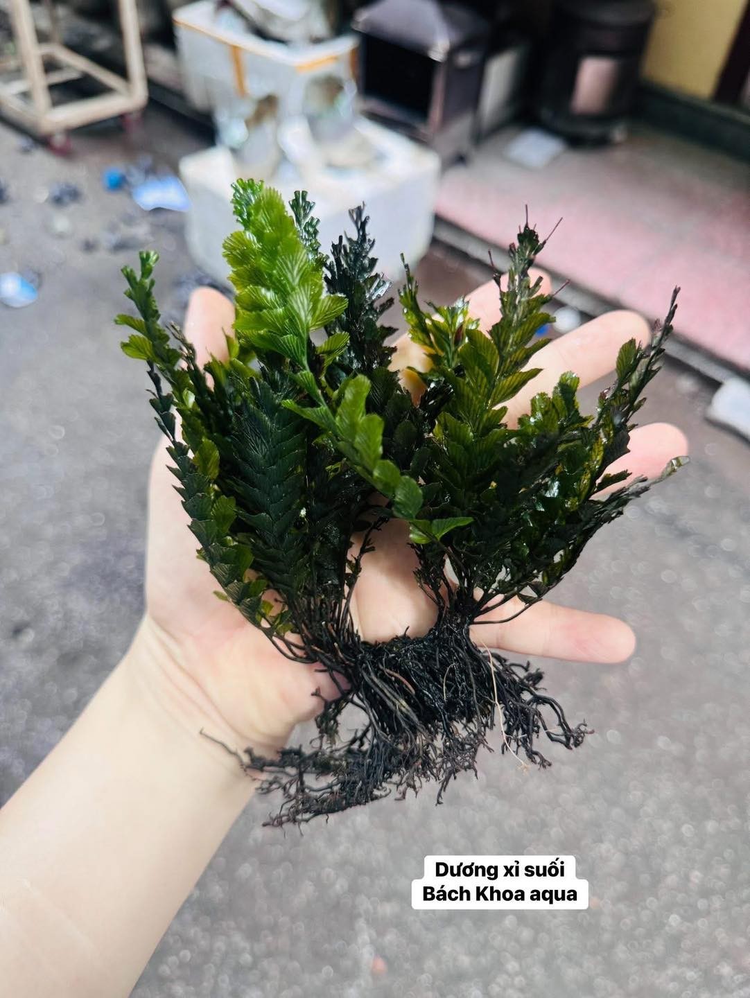 Cây dương xỉ suối hàng siêu khỏe đep cho bể cá